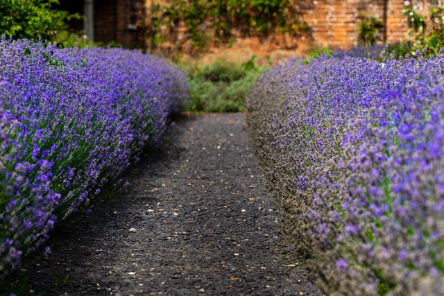 Lavender in a well kept garden