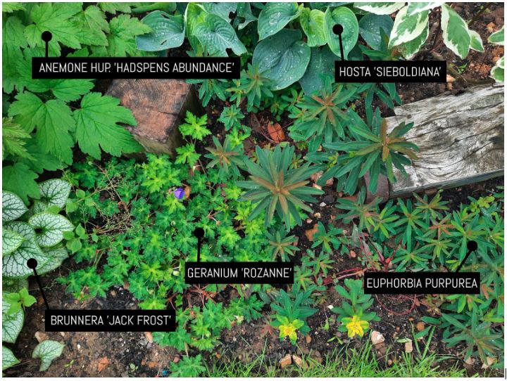 Plants that thrive in shade
