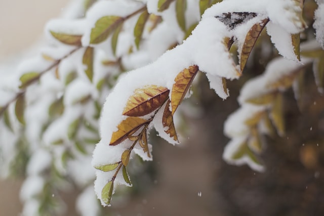 Looking after your garden in winter